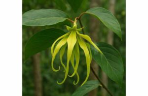 Explore ylang-ylang benefits for relaxation, skin and scalp care, safe dilution, dosage, and key precautions for effective home use.
