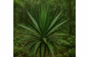 Learn how yucca may support joint comfort, inflammation, antioxidant balance, and skin cleansing, with practical uses, dosage, and safety tips.