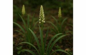 Discover Zhi-mu for dry cough, thirst, internal heat, and metabolic support, with traditional uses, dosage guidance, and important safety cautions.