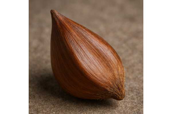 Beechnuts nutrition and benefits: calories, fatty acids, vitamin E and safe preparation