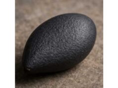 Black sesame seed explained: calories per 100 g, fatty acids, minerals and uses