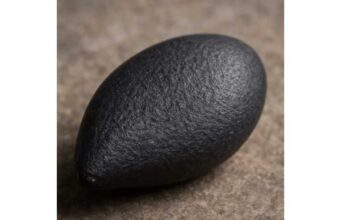 Black sesame seed explained: calories per 100 g, fatty acids, minerals and uses