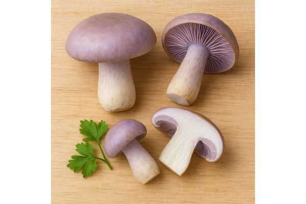 Blewit mushroom benefits and risks, nutrition facts, how to cook, and storage guide
