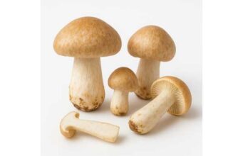 Gypsy mushroom complete guide to benefits, nutrition tables, preparation, and safety