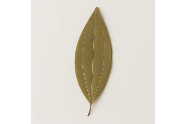 Indian Bay Leaf health benefits, side effects, culinary uses, and nutrition facts