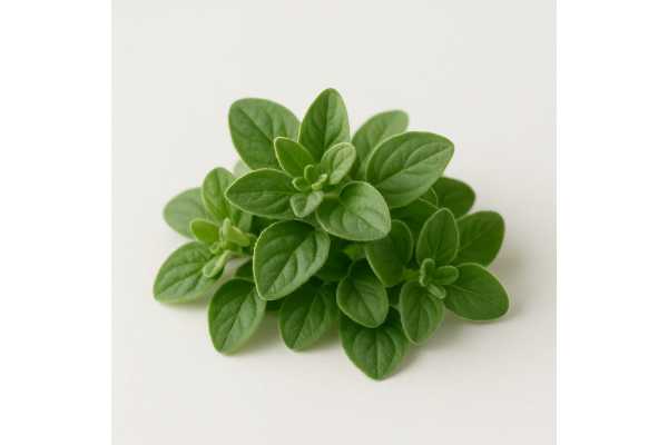 Oregano for Cooking and Wellness with Complete Nutrition, Benefits, and Safety Tips