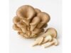 Oyster mushroom benefits and risks with per 100 g nutrition facts and cooking tips