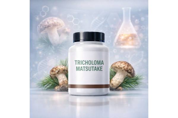 Tricholoma matsutake Benefits and Uses, Pine Mushroom Nutrition, Dosage, and Side Effects