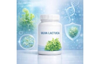 Ulva lactuca for Thyroid and Iodine Balance: Benefits, Precautions, and Safe Use