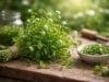 Chickweed benefits, uses, dosage, and side effects