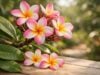 Frangipani Benefits for Skin, Traditional Herbal Uses, Dosage, and Side Effects
