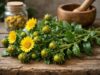 Gumweed Benefits, Uses, Respiratory Support, Dosage, and Safety Guide