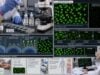 Learn how the ANA by IFA test reports titers and fluorescence patterns, what positive and negative results may mean, and which follow-up tests help assess autoimmune disease.