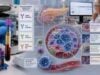 Learn how GAD65, IA-2, ZnT8, insulin, and islet cell antibodies help classify autoimmune diabetes, define early type 1 diabetes stages, and estimate progression risk.