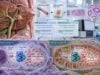 Understand IDH1 and IDH2 Test for Cholangiocarcinoma Mutation Status and Molecular Meaning: what the test measures, how results are interpreted, treatment implications, limitations, and practical next steps.