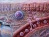 Learn what an IL-17 test measures, how IL-17A and Th17 cells affect autoimmune inflammation and Candida defense, and what high, low, or undetectable results may mean.